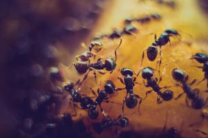 Best Pest Control in Dubai