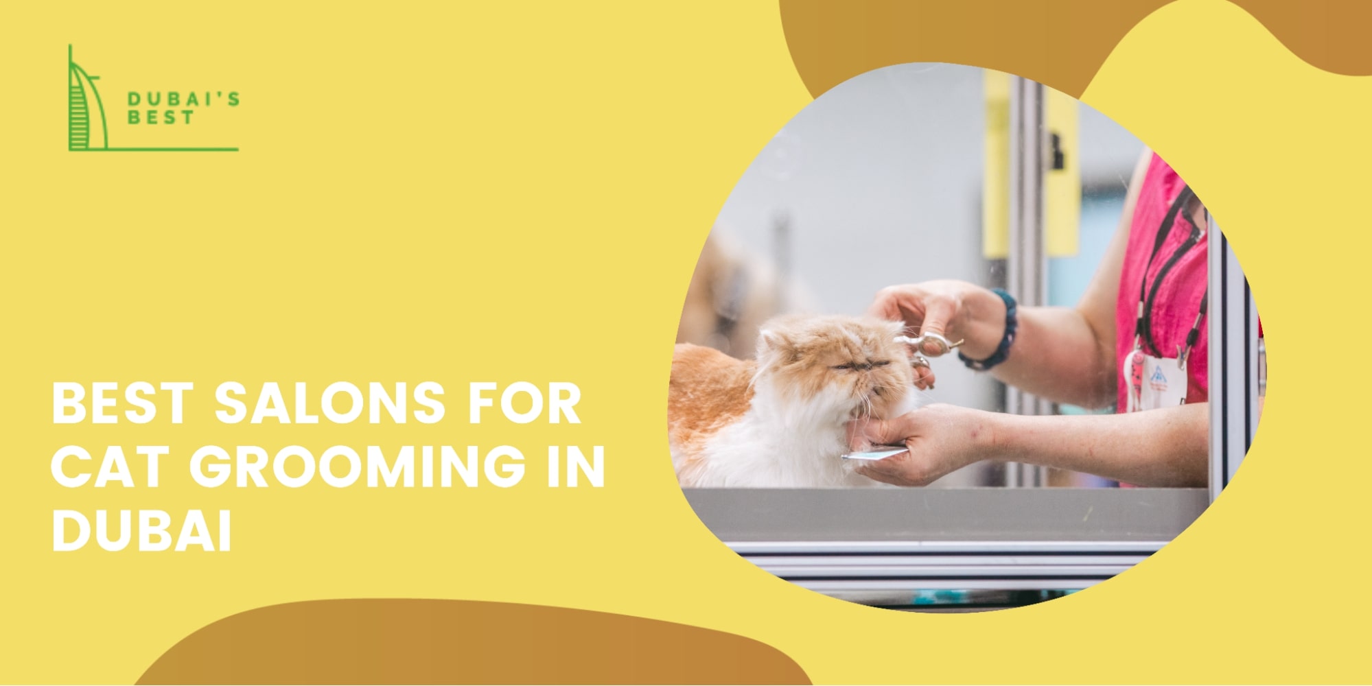 The 5 Best Salons for Cat Grooming in Dubai