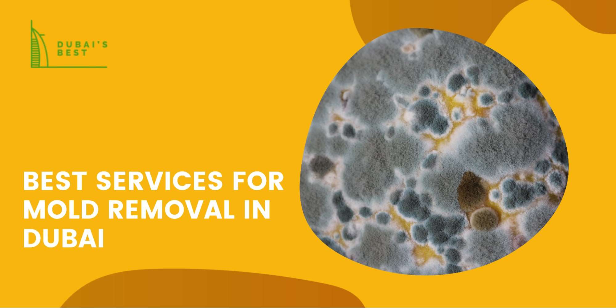 The 5 Best Services for Mold Removal in Dubai