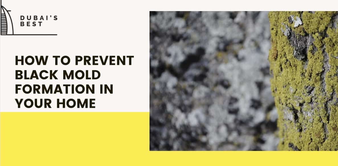 How to Prevent Black Mold Formation in Your Home