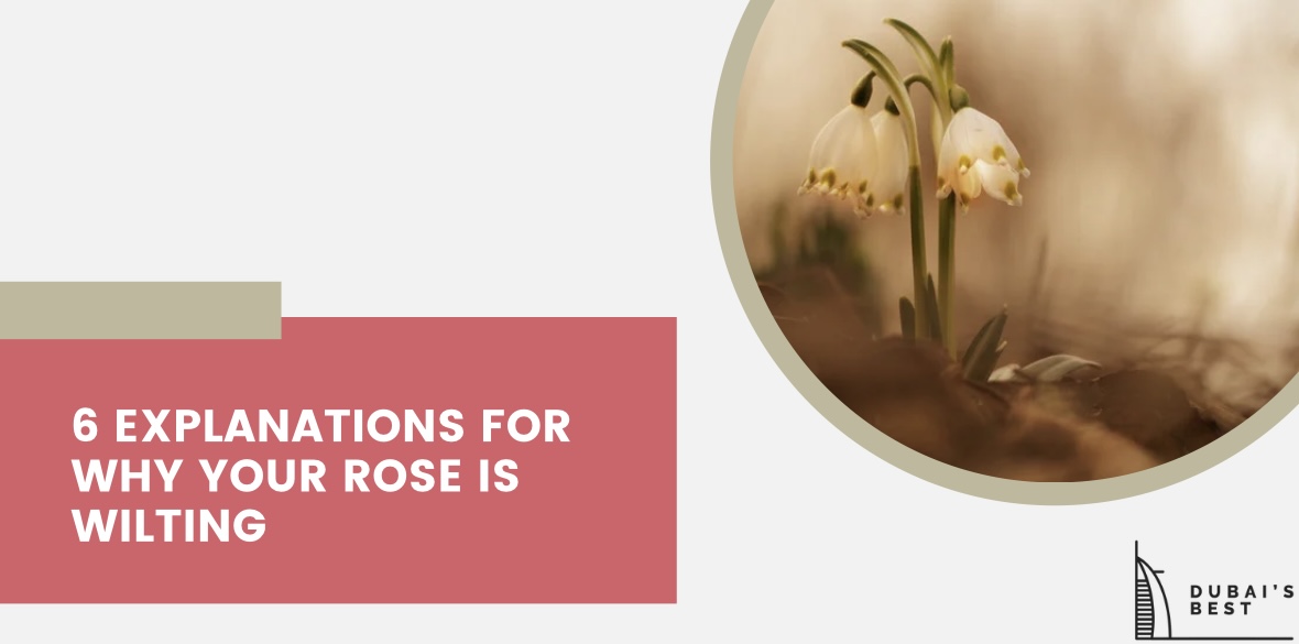 6 Explanations for Why Your Rose Is Wilting