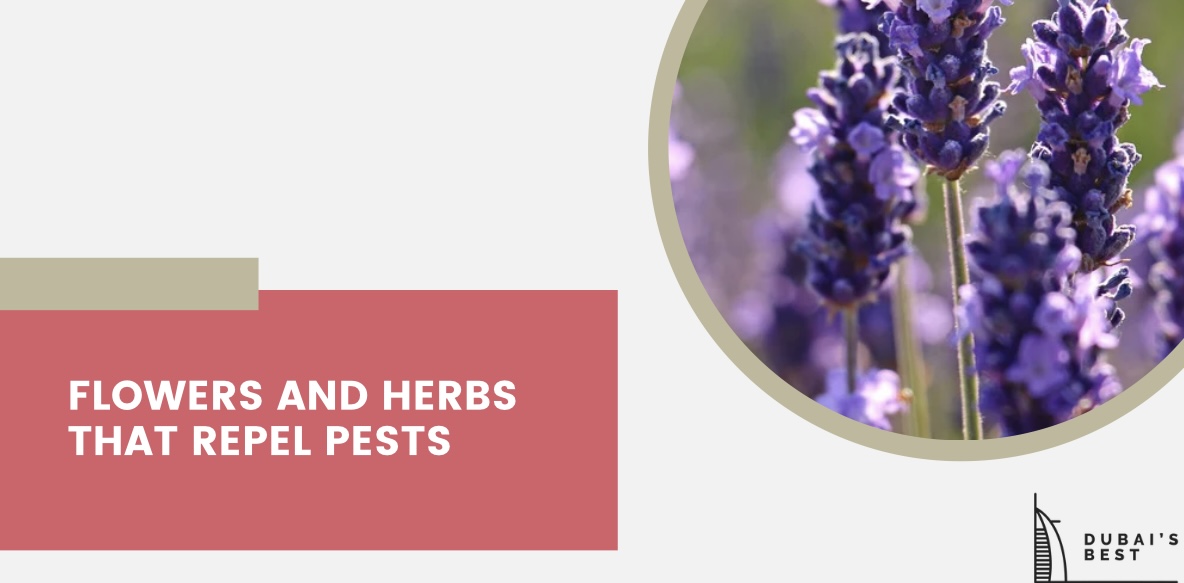 Flowers and Herbs That Repel Pests