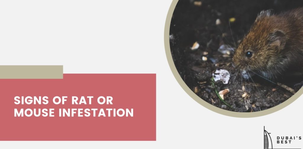 Rat or Mouse Infestation Indicators [2026]