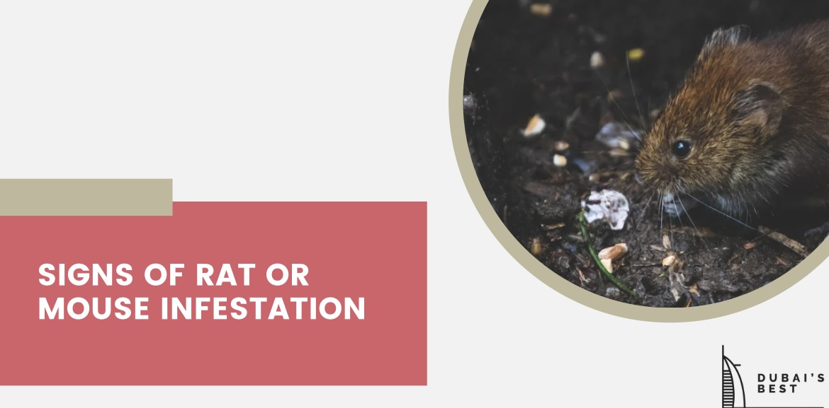 Rat or Mouse Infestation Indicators
