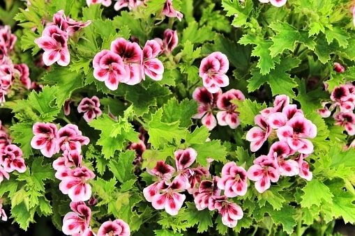 Scented Geraniums