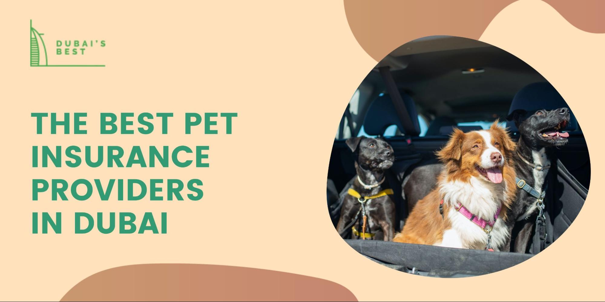 The 4 Best Pet Insurance Providers in Dubai
