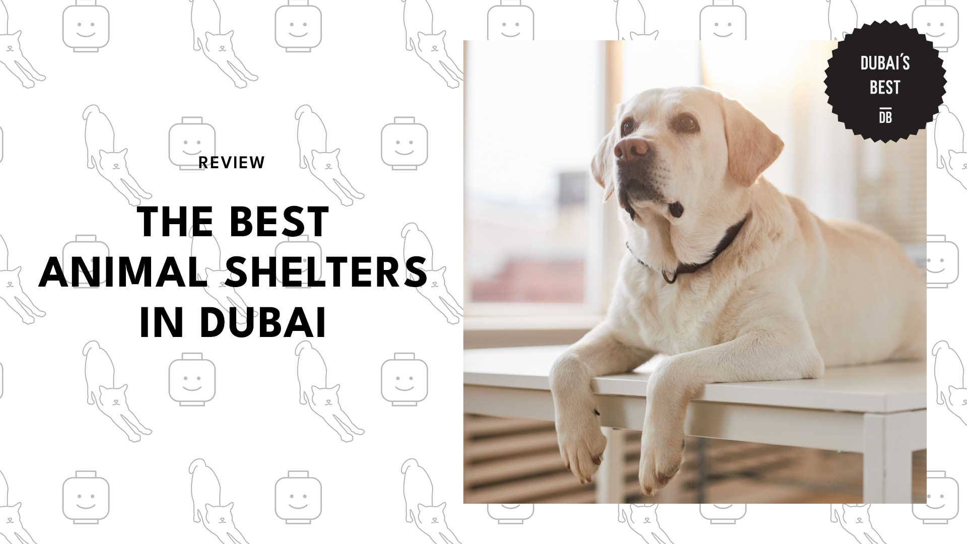 Best Animal Shelters