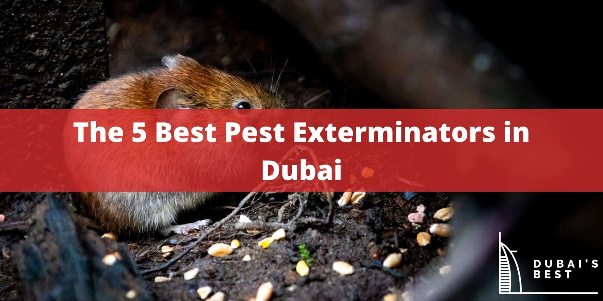The 5 Best Pest Exterminators in Dubai