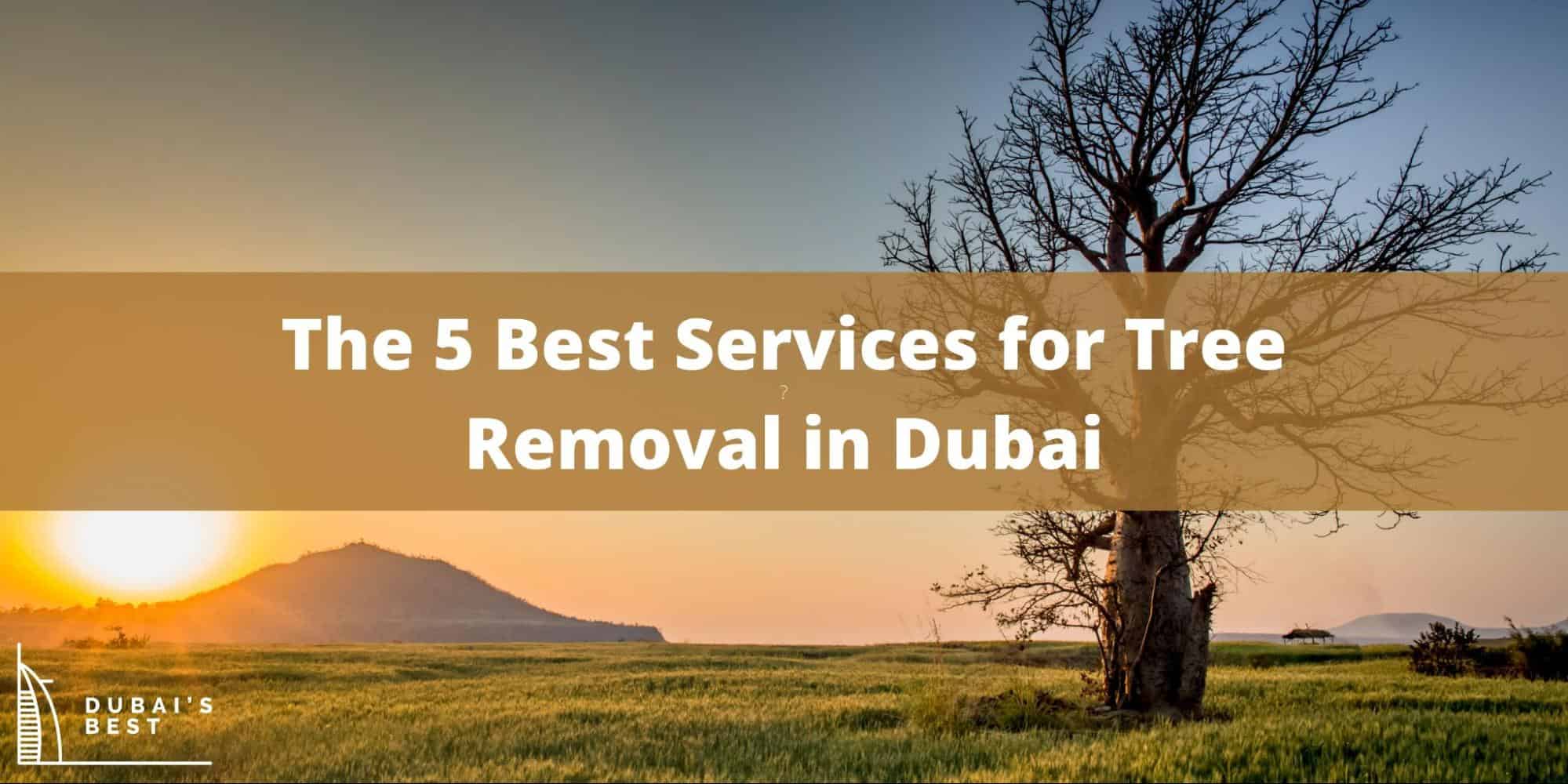 5 Best Services for Tree Removal in Dubai