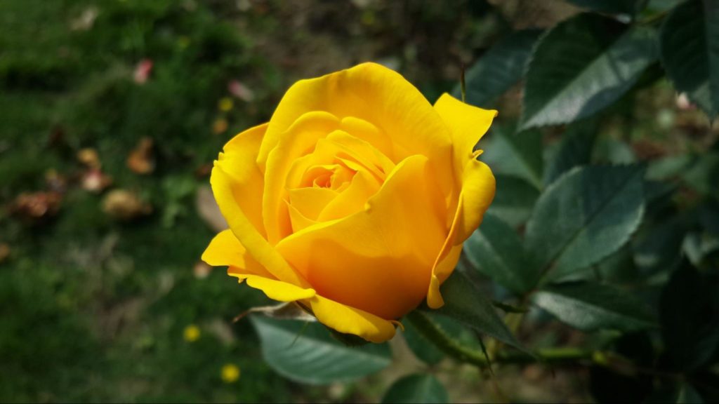 Flowers