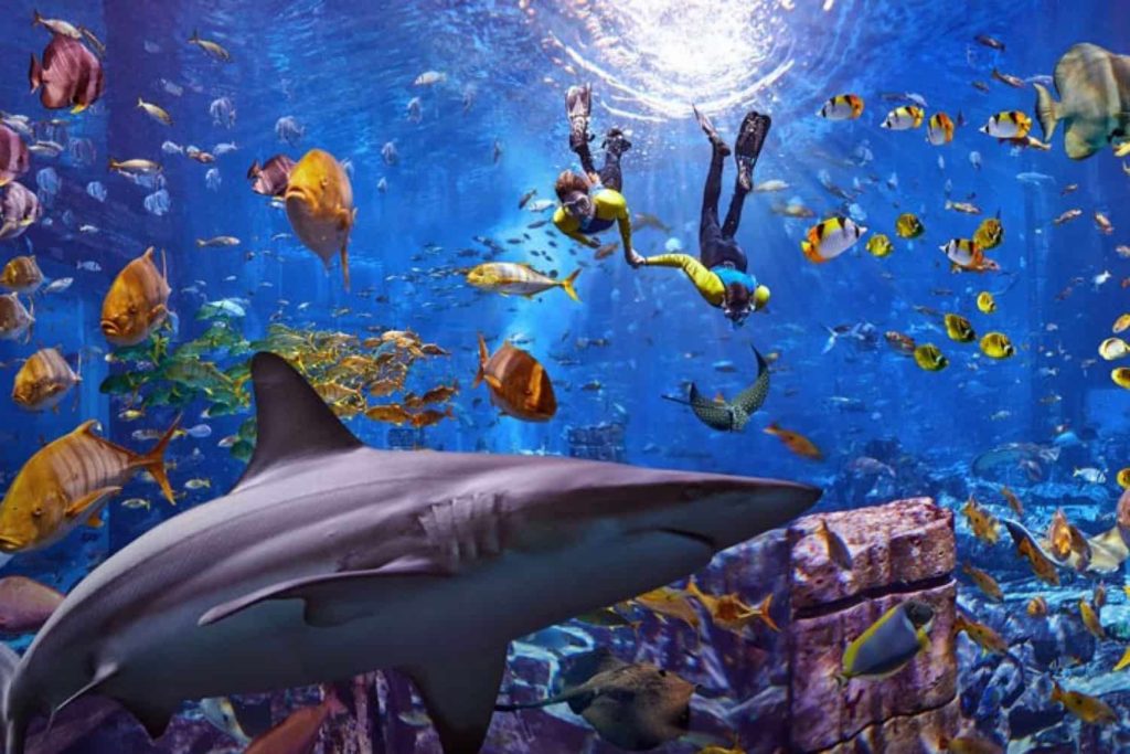 Dive Inside the Lost Chambers Aquarium