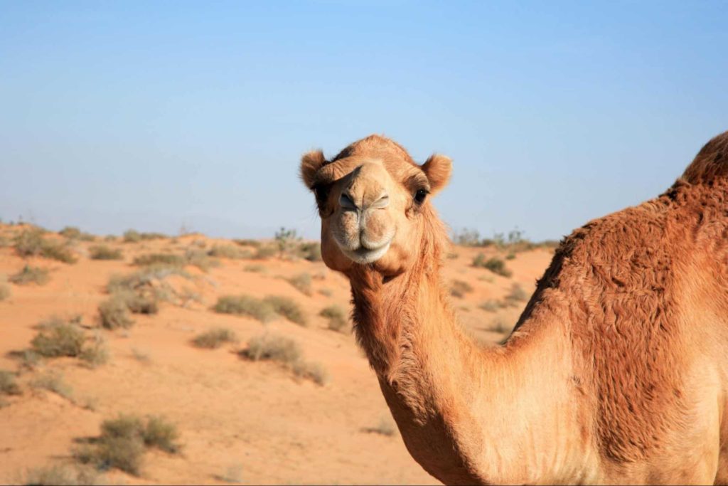 Watch Camels Race