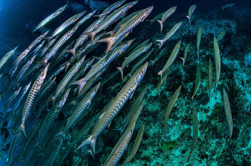 What are the most popular local fish caught in Dubai