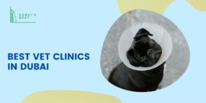 5 Best Vet Clinics in Dubai