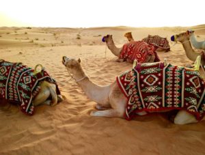 Camel Chocolate