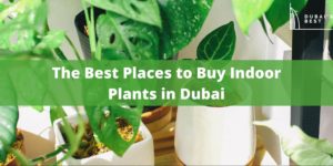 5 Best Places to Buy Indoor Plants in Dubai