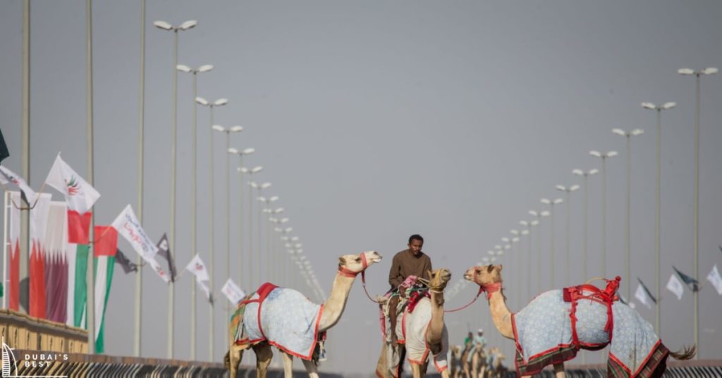 Thrilling Camel Races in Dubai: Witness the Majestic Sport [2026]