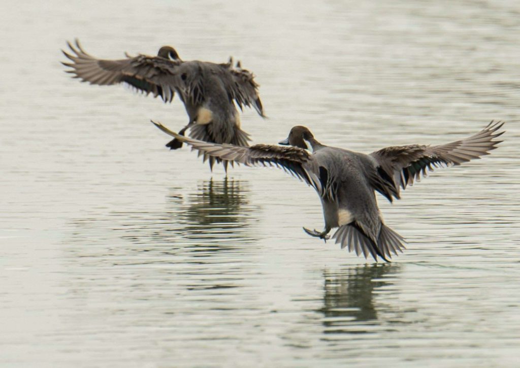 Go down a scenic route by the Al Qudra Lake