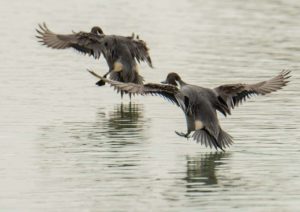 Go down a scenic route by the Al Qudra Lake
