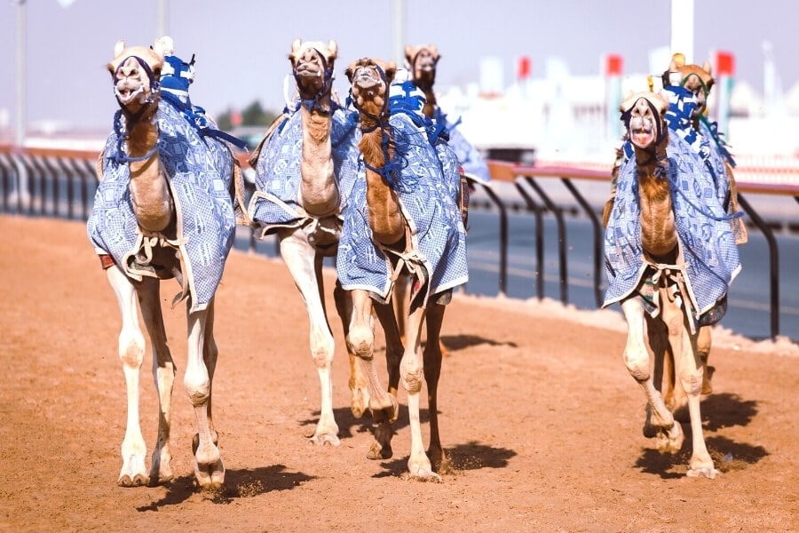 How to Experience Camel Racing in Dubai