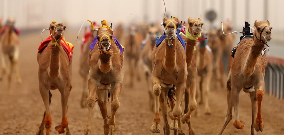 Is camel racing allowed in Dubai