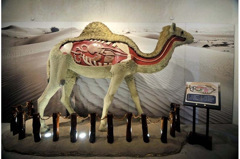 Visit a Camel Racing Museum
