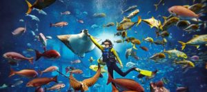 Visit the Lost Chambers Aquarium