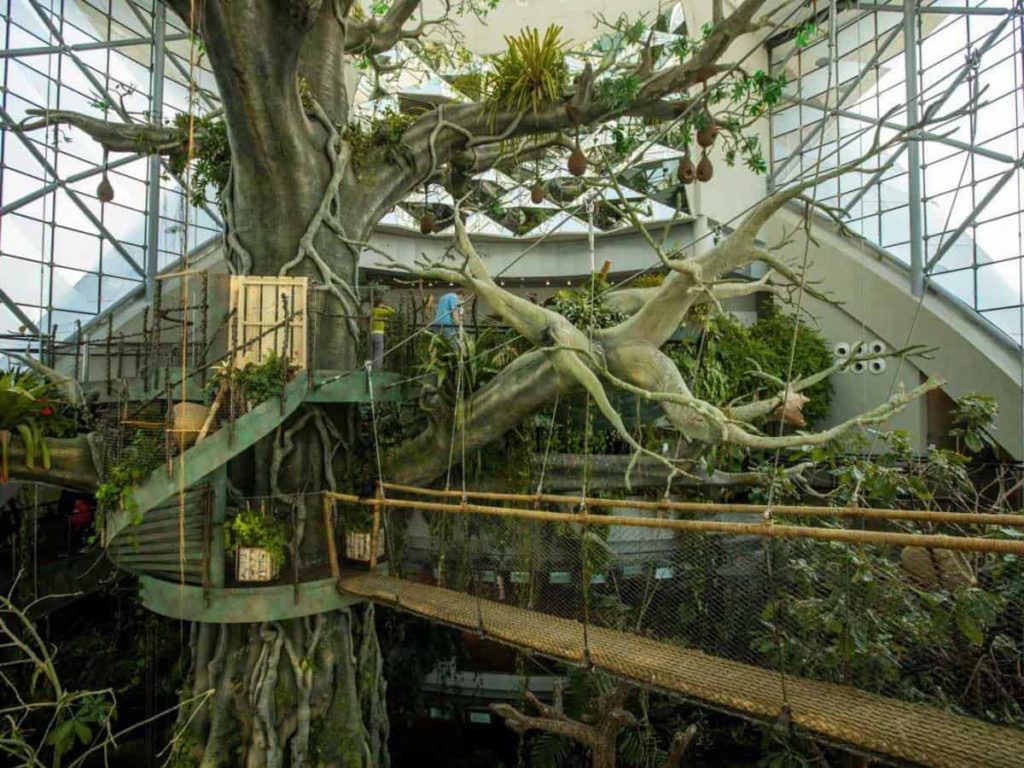 Walk through a Rainforest