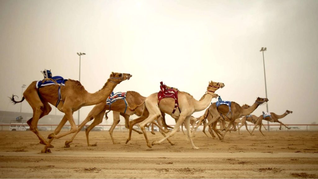 What is camel racing in Dubai