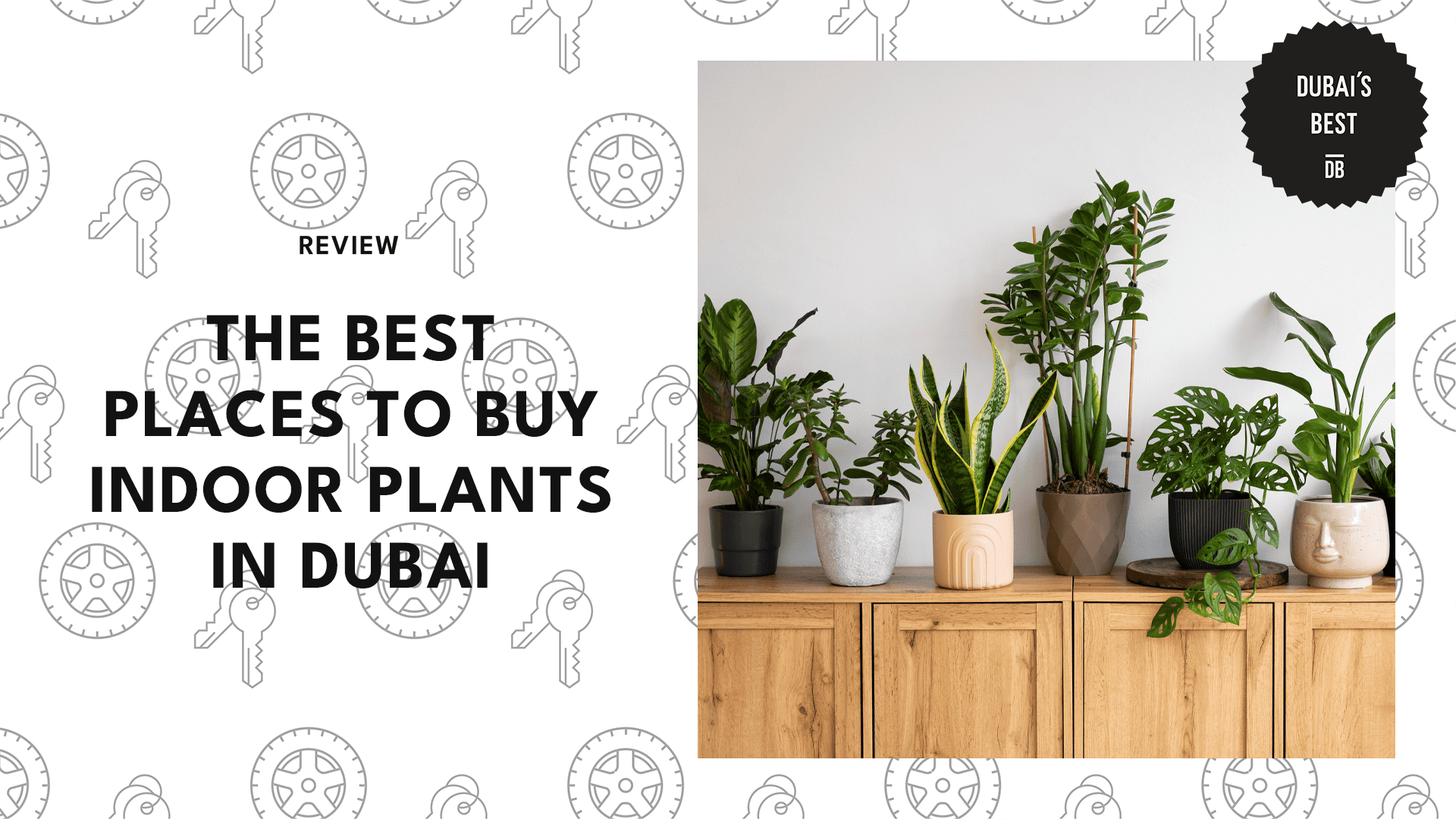 best-places-to-buy-indoor-plants-in-dubai