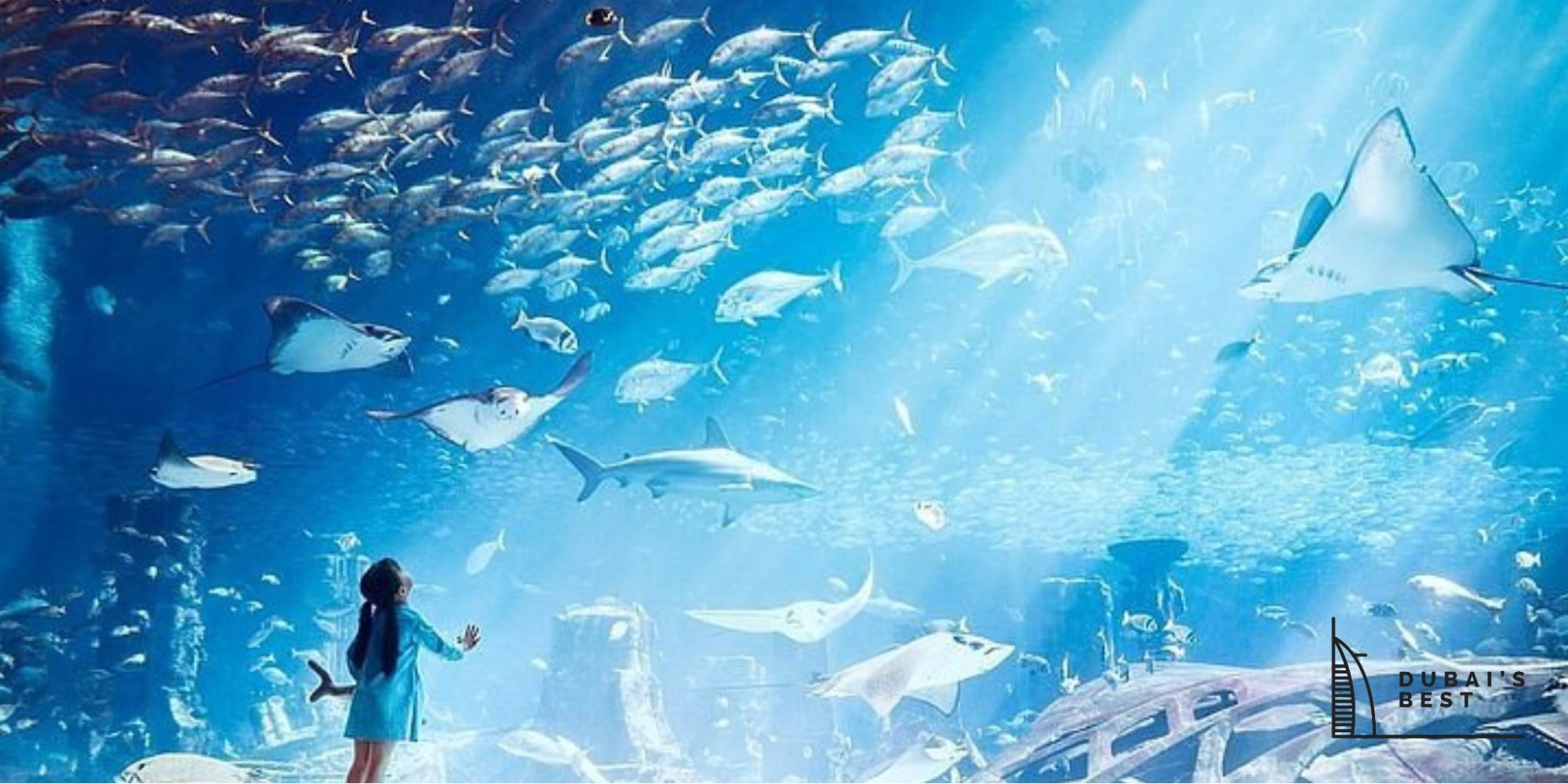 A Lost Chambers Aquarium Travel Guide