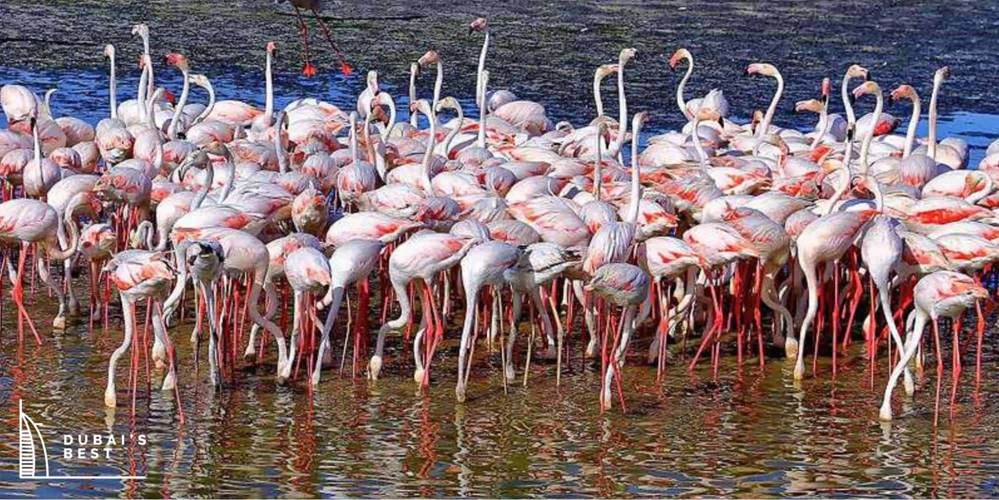 A Travel Guide to the Ras Al Khor Wildlife Sanctuary