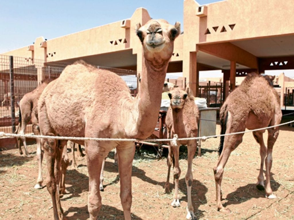 Attend the Eid Al Adha Camel Festival