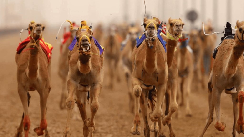 Camel Racing