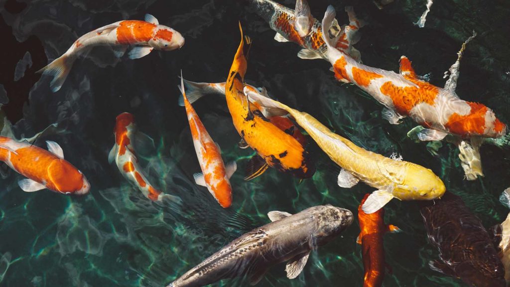 Check out the Koi Pond