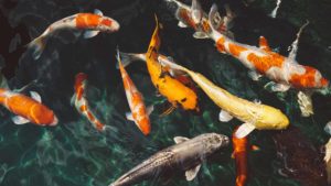 Check out the Koi Pond