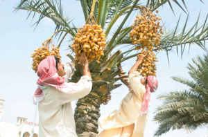Dates Are Widely Grown Across the Country