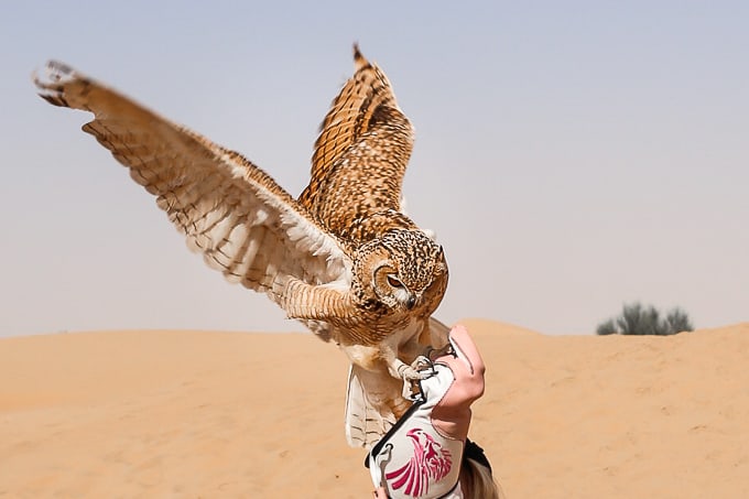 Dubai Desert Conservation Reserve (DDCR)