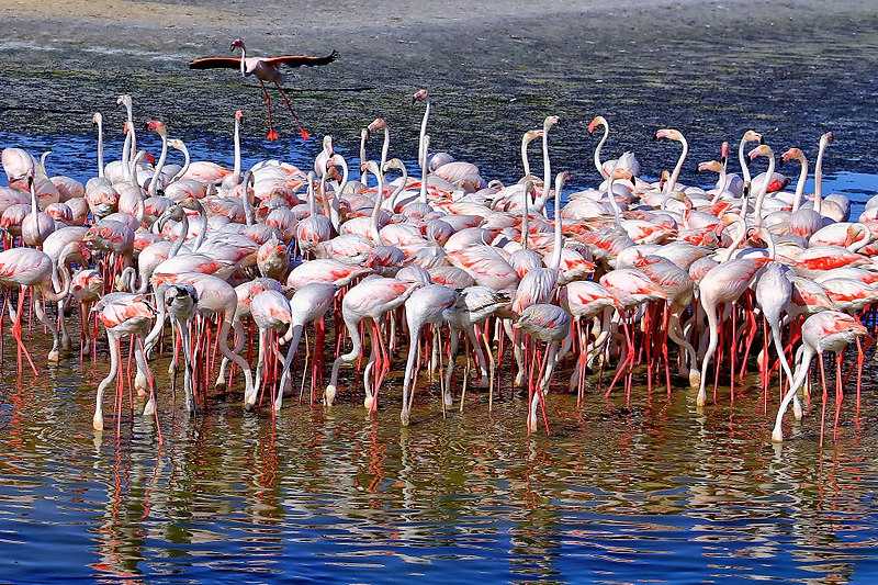 Experience Nature at the Ras Al Khor Wildlife Sanctuary