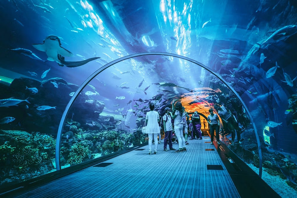 Explore the Aquarium Tunnel