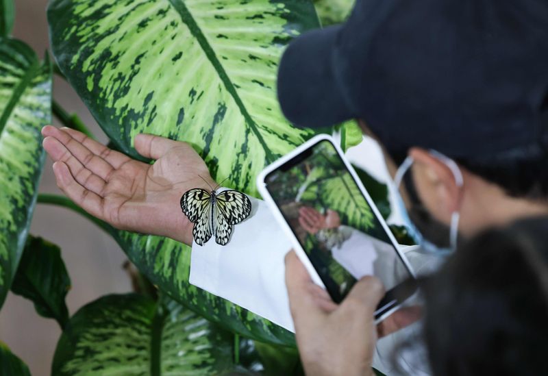 Explore the Butterfly Domes