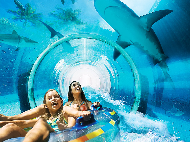 Get Up Close and Personal With the Sharks