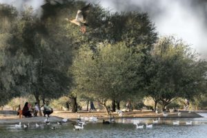 Go Bird Watching