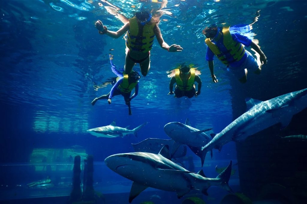 Go Cage Snorkeling or Diving