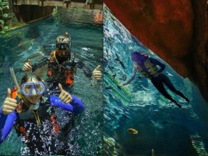 Go Snorkelling with the Cichlid