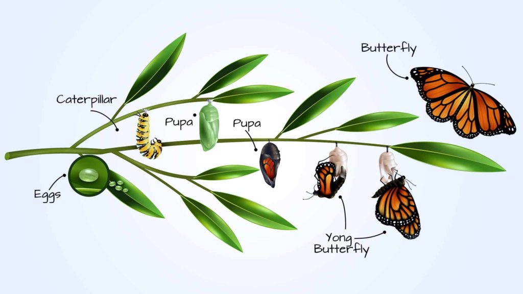 Learn About the Butterflies at the Educational Area
