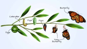 Learn About the Butterflies at the Educational Area