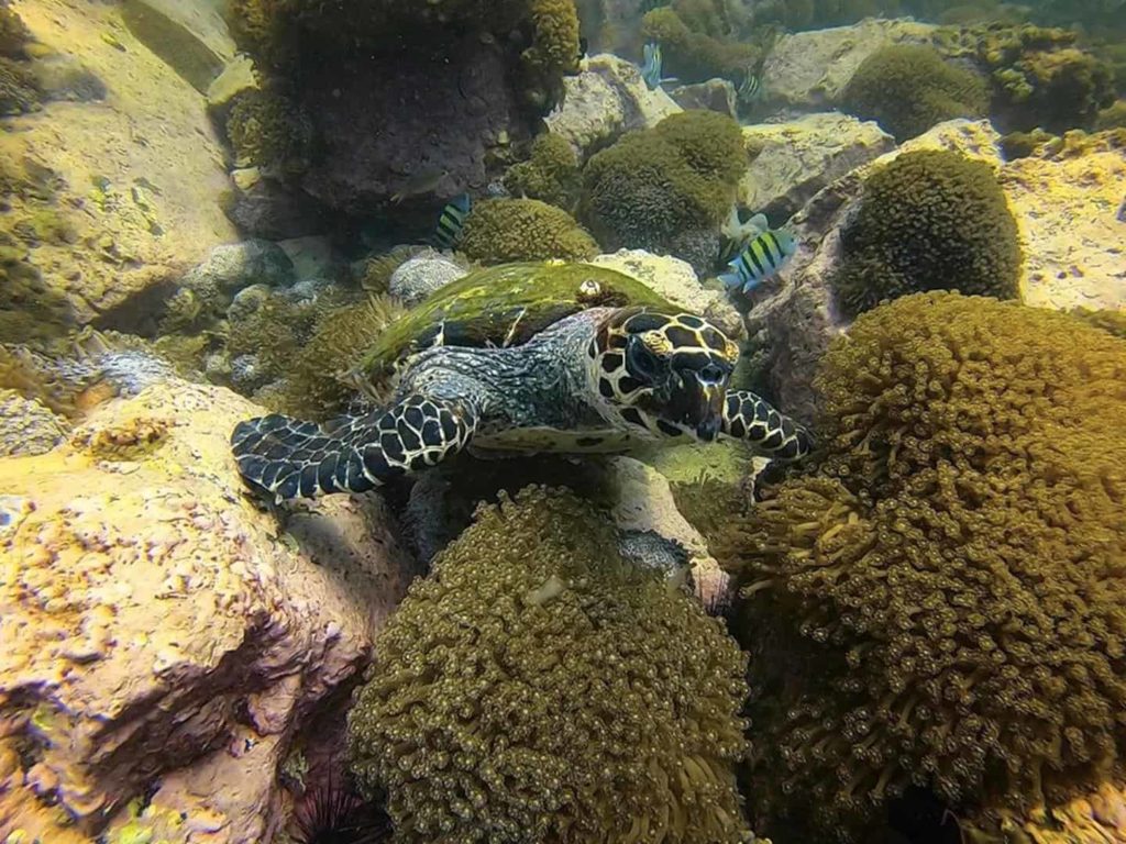 Sharm Rock