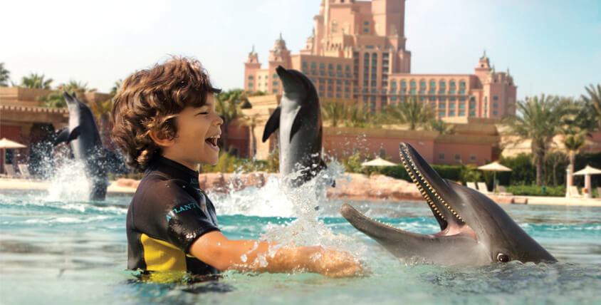 Swim With the Dolphins