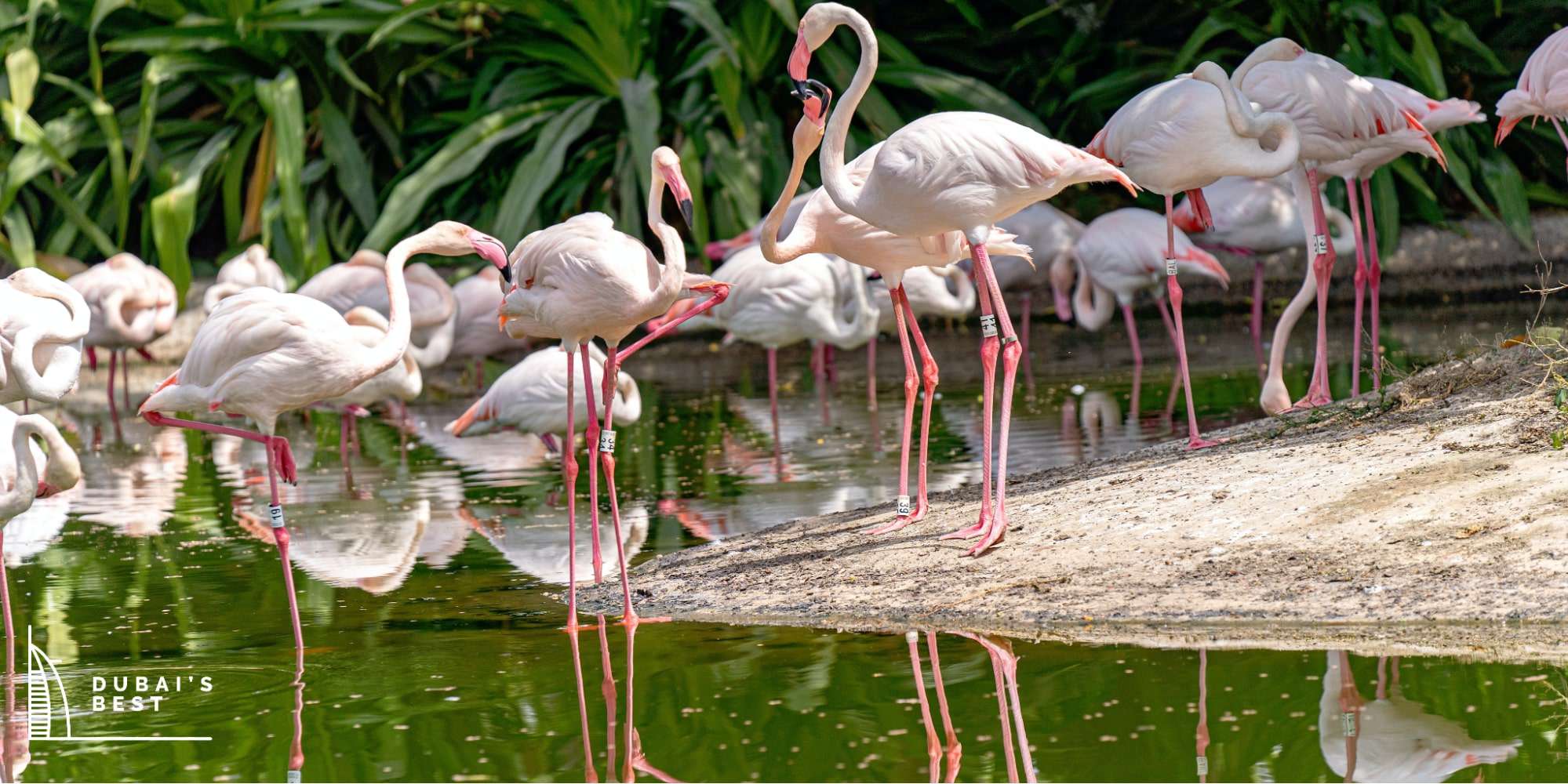 The Top Bird Parks and Sanctuaries in Dubai